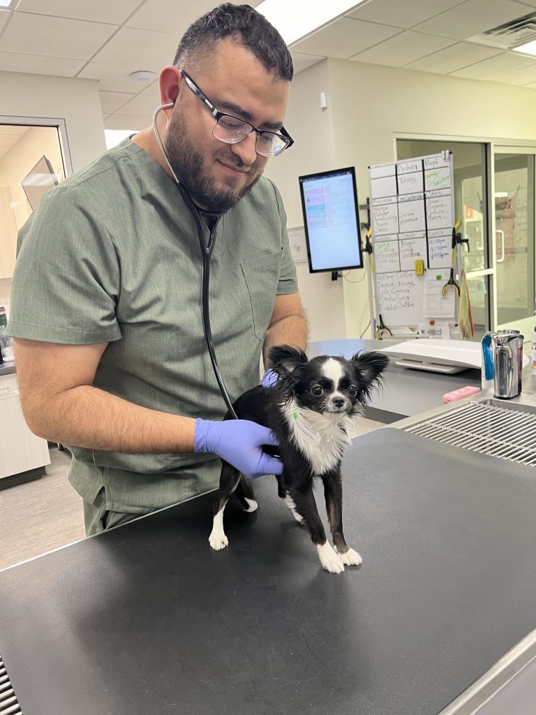 Heatstroke in Pets