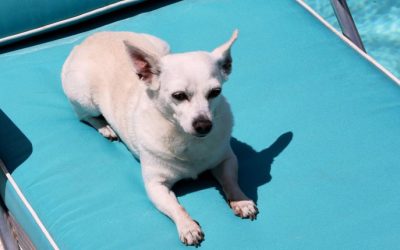 Summer Safety for Pets: Tips for Outdoor Adventures