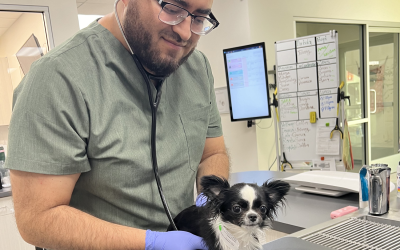 Heatstroke in Pets: Protecting Your Dog or Cat from Coachella Valley Heat