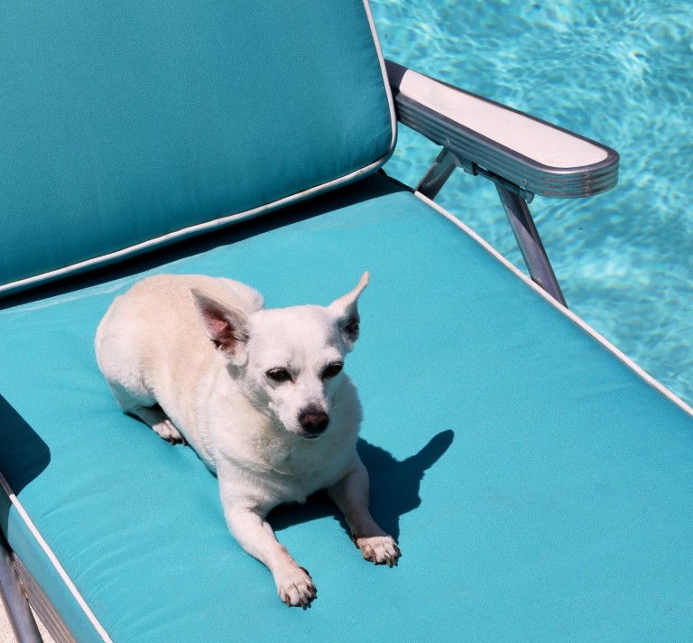 Summer Safety for Pets