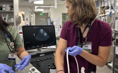 When to Go to a Veterinary Urgent Care vs. Your Primary Vet