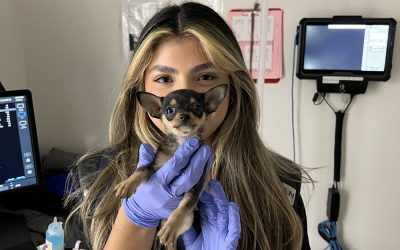 What to Expect During an Urgent Care Vet Visit
