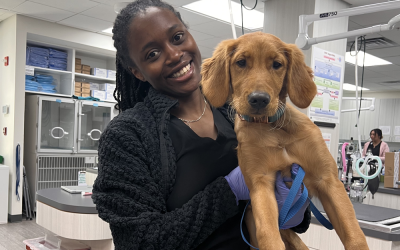 Signs Your Pet Needs Emergency Vet Services Immediately