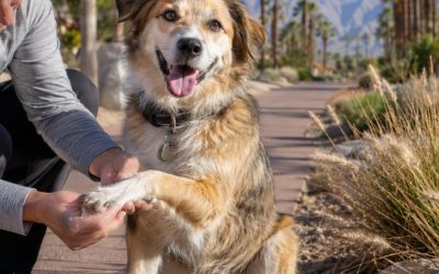 Foxtail Season Safety – Protecting Your Dog in Palm Desert